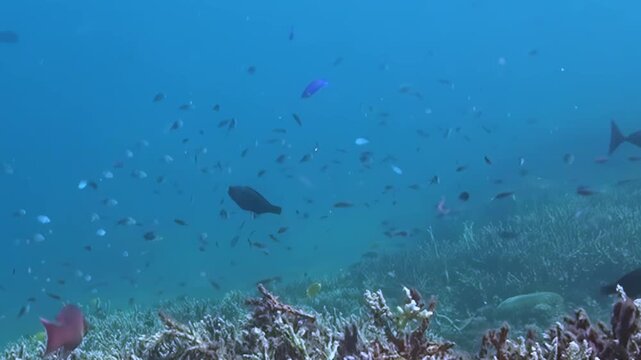 Glistening fish, both tiny and grand, navigate the sun-drenched waters above a spectacular coral garden. This bustling marine sanctuary teems with vibrant life, unfolding in daylight.
