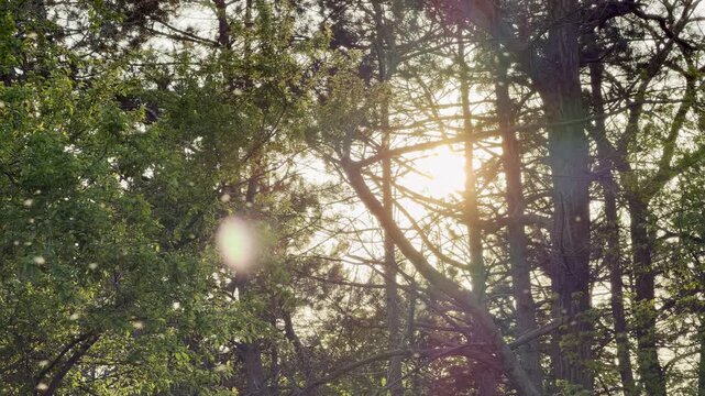 A dense cloud of midges hovers in the warm evening light. They vibrate their wings rapidly to create a faint, high-pitched hum. This collective buzzing sound fills the peaceful woodland air.