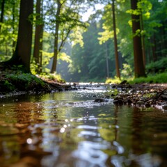Fototapeta premium A serene forest stream flows gently through a lush green woodland landscape at sunset.