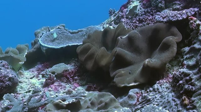 Magnificent ruffled leather coral stands prominent amidst diverse hard corals on sunlit reef. Small fish dart through clear, azure water, painting serene portrait of thriving marine life during day.