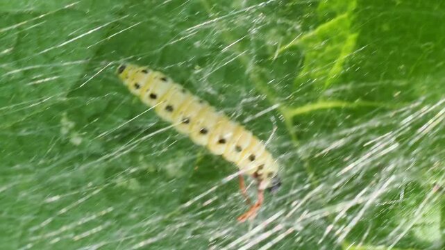 Chenille d&rsquo;Yponomeuta sp. dans une toile soyeuse en macro vid&eacute;o