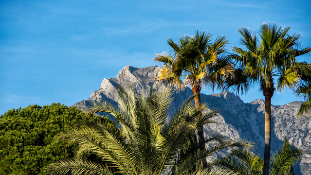 palm trees on the beach