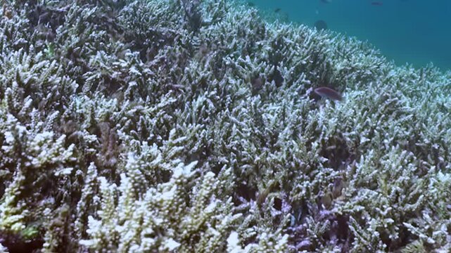 Pale antlers of vast coral reef stretch across ocean floor. Small fish navigate bleached habitat, silent testament to nature's delicate balance. Large parrotfish drifts by in luminous deep.