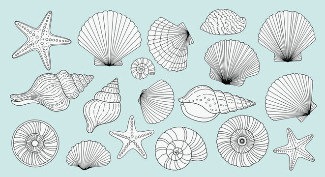 Detailed collection of hand-drawn sketches featuring various types of seashells and starfish in different shapes and sizes on a soft blue backdrop.