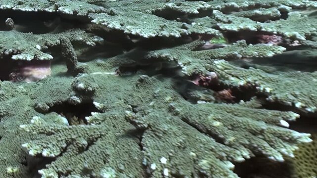 Expansive coral structures blanket the seafloor, forming a living, textured landscape.