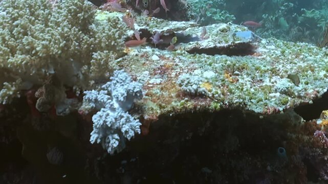 Small schooling fish gracefully navigate a diverse coral reef. Colorful corals and sponges create a vibrant undersea habitat, alive with marine life under the tropical sun.