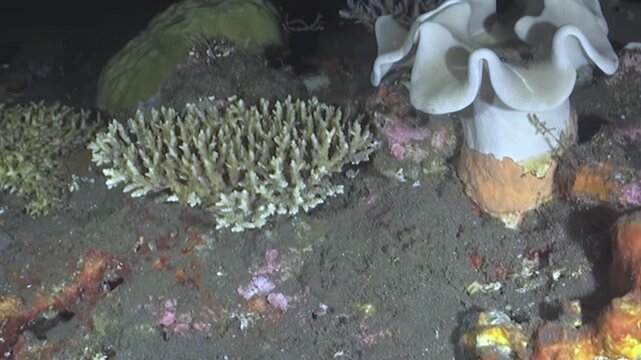 Mesmerizing glimpse of a vibrant coral reef at night. Delicate branching corals and diverse sponges, including a large ruffled one, adorn the dark seabed.