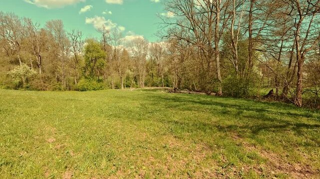 Spring on the forest meadow, fresh grass, sunny sky