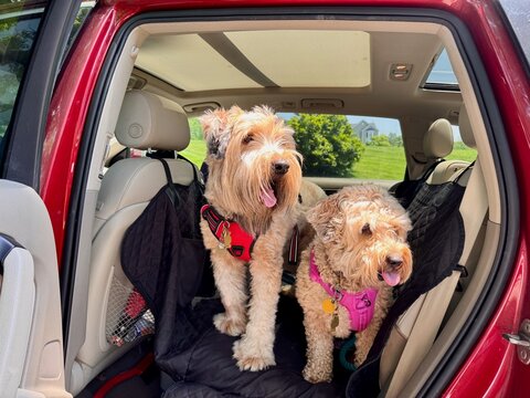 Wheaten Terrier and whoodle dogs sitting in back seat of SUV covered with padded pet liner and waiting to go on car ride in New Jersey