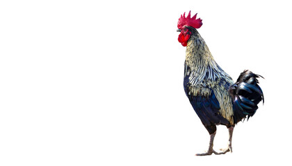 Rooster with colorful feathers and bright red comb standing in a profile pose Isolated on a transparent background png file © Aerials Wind
