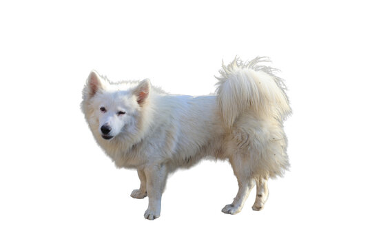 Dog of the Japanese Spitz breed with fluffy white fur standing in profile with an alert expression Isolated on a transparent background png file