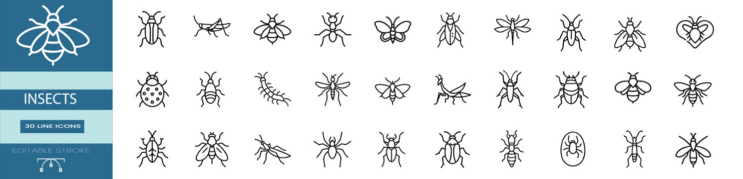 Insects bug web line icons set spotted ladybug beetle praying mantis insect honey bee hive jumping grasshopper pest crawling centipede bug stinging wasp hornet & more vector