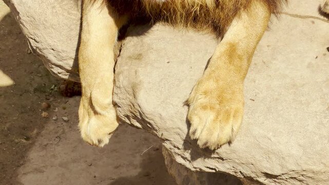 A majestic lion rests its massive paws on a sun-warmed rock. The heavy limbs remain still as the distant, low hum of zoo visitors creates a steady drone.
