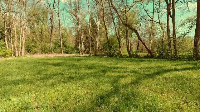 Spring on the forest meadow, fresh grass, sunny sky