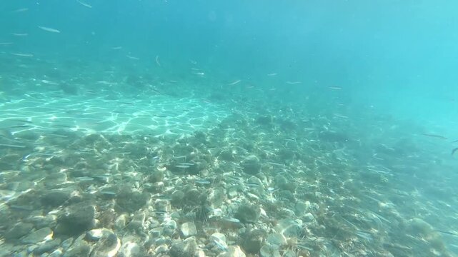 School of small fish underwater in turquoise water
