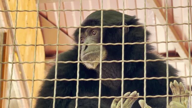 A black Siamang gibbon rests its hands against a metal wire fence while looking away. The scene is filled with the low hum of distant zoo crowds and muffled animal calls.