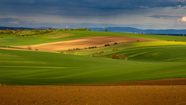 Spring rolling landscape before sunset, modeled by light - brown plowed fields contrast with green fields.