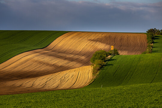 Spring rolling landscape before sunset - brown plowed fields contrast with green meadows. On the terrain wave there are trees and a hunter's perch.