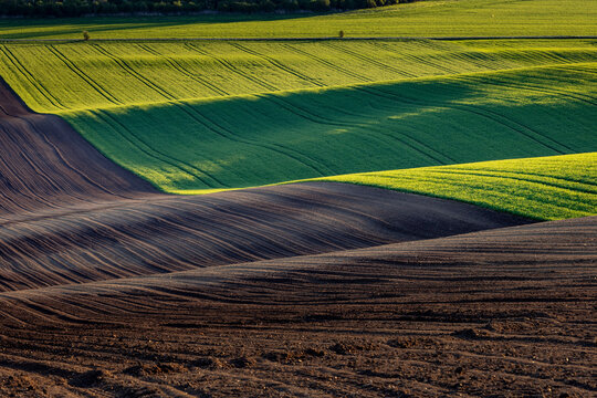 Spring rolling landscape before sunset - brown plowed field contrasts with green field with tractor tracks.