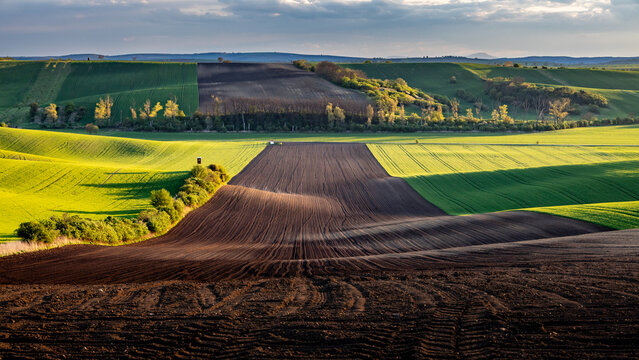 Fresh spring rolling landscape before sunset - dark brown plowed fields contrast with green meadows. On the terrain wave there are trees and a hunter's perch.