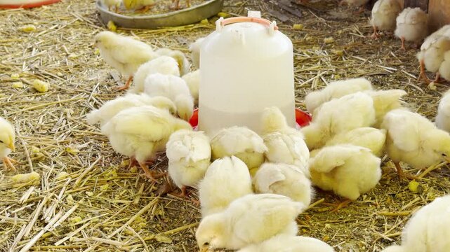 A circle of fuzzy yellow chicks crowds around a white feeder to drink. Their tiny feet scuff the dry straw while high-pitched peeping sounds fill the air.