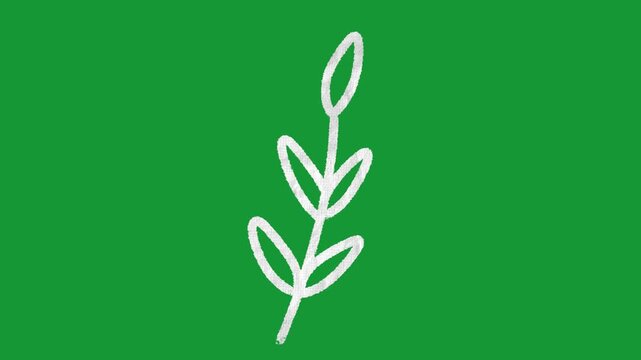 2D Animated Hand Drawn Leafy Branch Plant on Green Screen