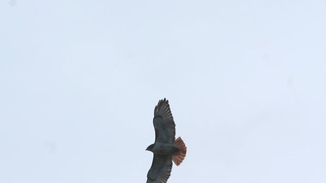 Red-tailed hawk (Buteo jamaicensis) bird of prey soaring through a bright white overcast sky with wings fully spread and tail fanned in 120fps 4K Slow Motion