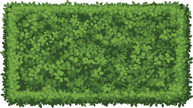 Rectangular evergreen hedge texture top view for garden mapping landscape architecture and park design graphics.