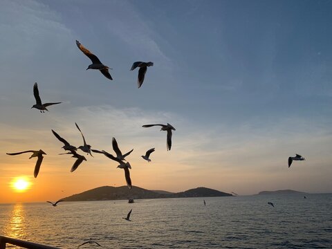 Sea