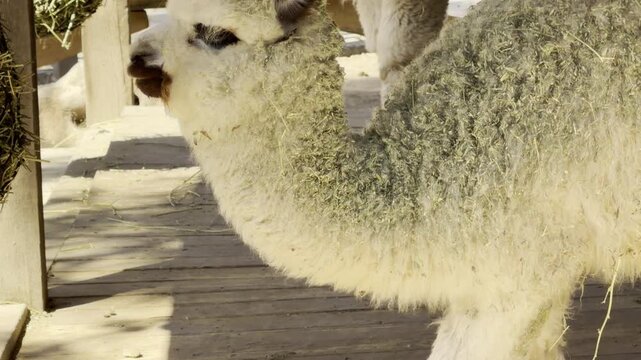 A fluffy white alpaca bows its head to sniff the floor. Its soft muzzle makes a light snuffling sound against the wood while the zoo hums.