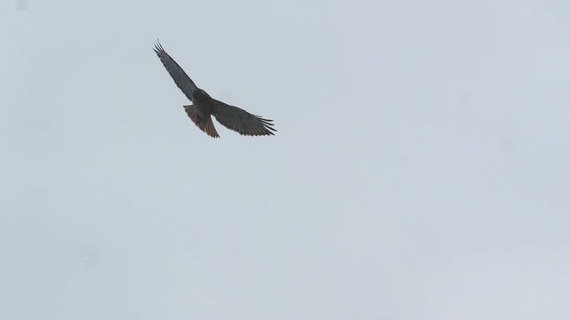 Red-tailed hawk (Buteo jamaicensis) soaring through a minimalist overcast sky with wings spread wide in 120fps 4K Slow Motion