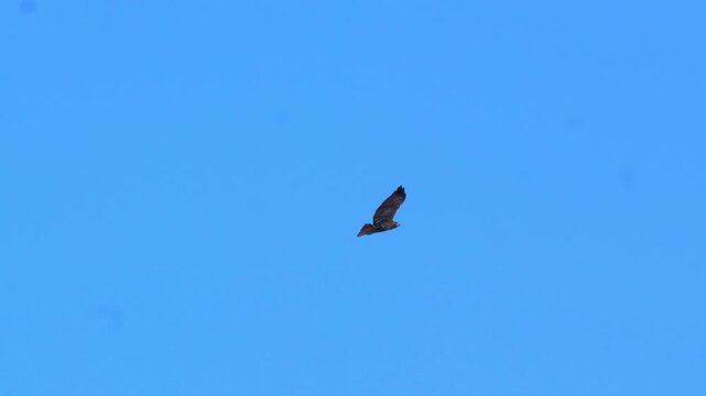 Red-tailed hawk (Buteo jamaicensis) soaring across a vibrant clear blue sky on a bright sunny day with wings fully extended in flight in 120fps 4K Slow Motion