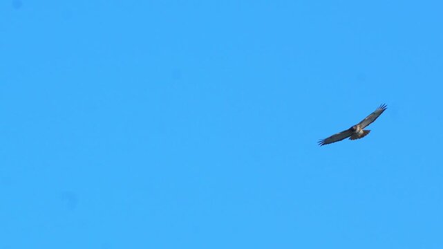 Red-tailed hawk (Buteo jamaicensis) Bird of prey soaring through a vast clear blue sky with wings spread wide in bright midday sun in 120fps 4K Slow Motion