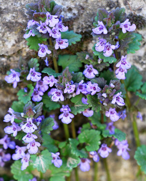 Ground-ivy (Glechoma hederacea) blooms in nature in spring
