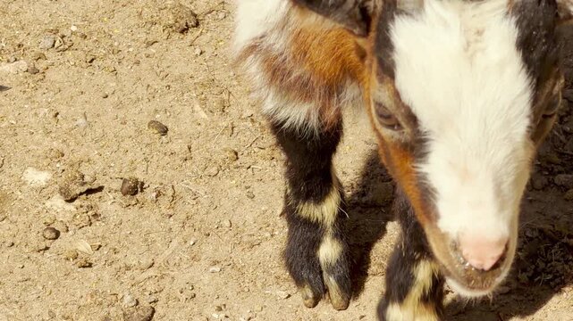 A speckled goat kid bows its head to sniff the dry earth. Its small hooves make a light clattering sound on the hard dirt while the zoo hums in the background.