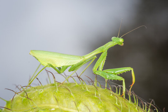 closeup of a praying mantis against out of focus background