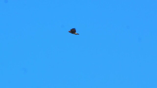 Red-tailed hawk (Buteo jamaicensis) soaring majestically through the vast expanse of a clear blue sky with its wings spread wide during a bright day in 120fps 4K Slow Motion