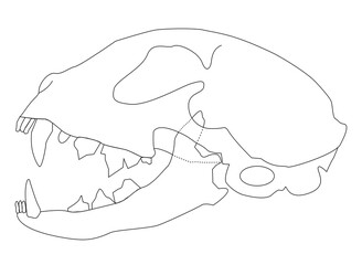 Diagram of a Carnivorous Mammal Dentition: Incisors, Canines, Premolars, and Molars © BAROU ABDENNASER