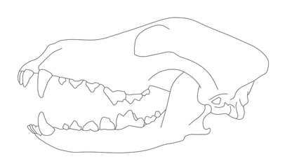 Diagram of a Carnivorous Mammal Dentition: Incisors, Canines, Premolars, and Molars © BAROU ABDENNASER