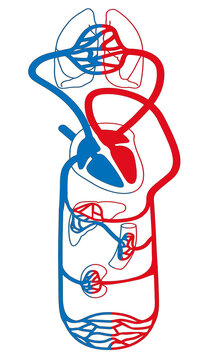 Diagram of the Human Circulatory System: Pulmonary and Systemic Circulation