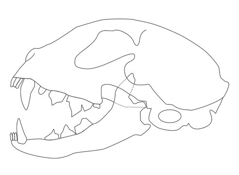 Diagram of a Carnivorous Mammal Dentition: Incisors, Canines, Premolars, and Molars