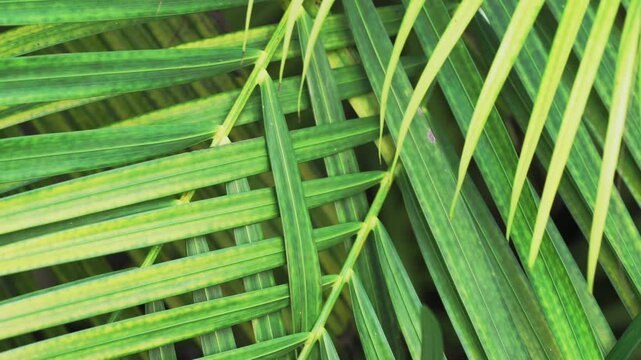close up up of a Areca palm