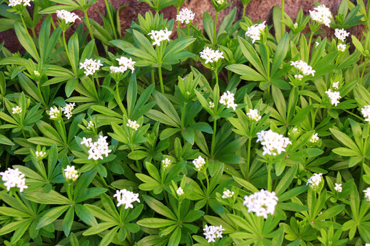 Sweet Woodruff (Galium odoratum) blooms in spring