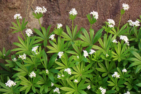 Sweet Woodruff (Galium odoratum) blooms in spring