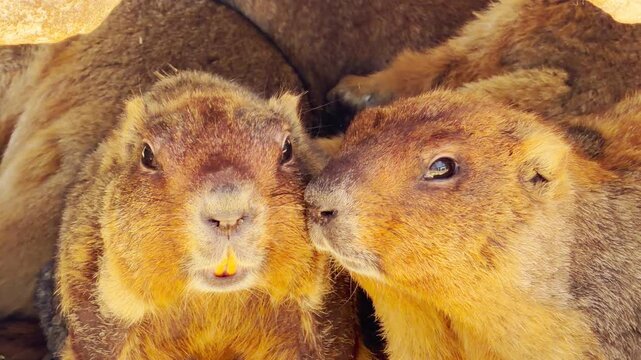 Two marmots nuzzle their faces together while resting in a shaded burrow. Their soft snuffling and shifting fur create a gentle rustle against the background hum of the zoo.