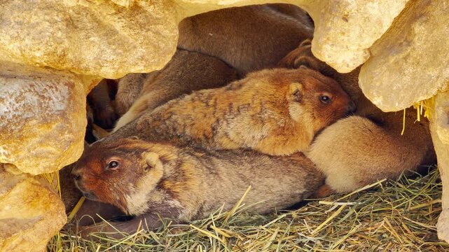 A group of marmots huddles together inside a rocky cave for warmth. Their soft breathing creates a gentle rustle against the straw, muffled by the distant hum of the zoo.