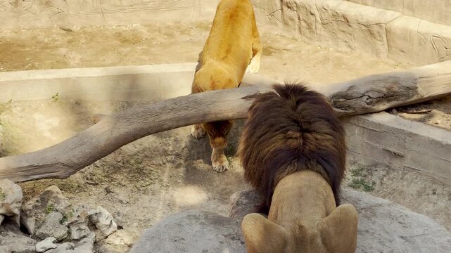 An alert lioness walks across the sand while a male lion lies nearby. Their heavy paws create soft thudding sounds on the ground amidst the steady hum of the zoo.