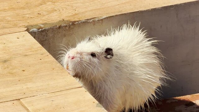 A fluffy white nutria leans its head against a wooden platform. Its wet fur makes a soft damp rubbing sound against the wood amidst the steady hum of the zoo.