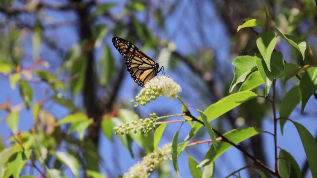 Mariposa libando