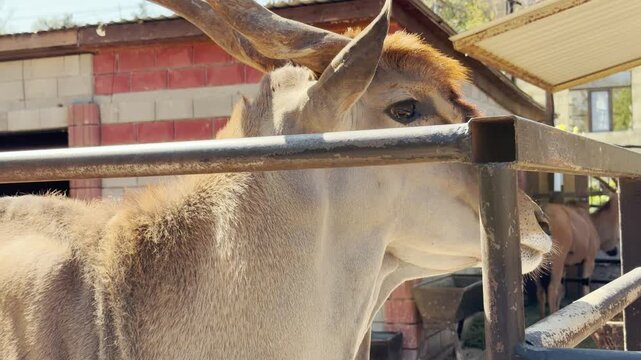 A large eland stands quietly behind a metal fence. Its slow movements create a soft scraping sound against the rail alongside the ambient hum of the zoo.